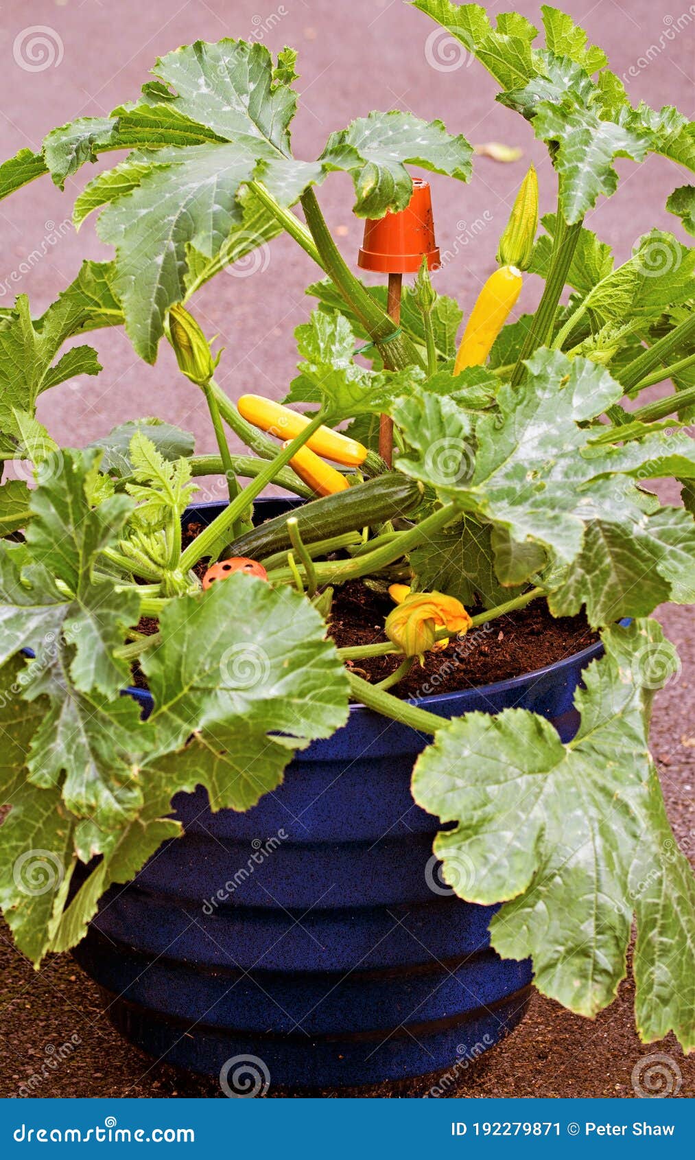 yellow and green courgettes in 20 inch blue container.