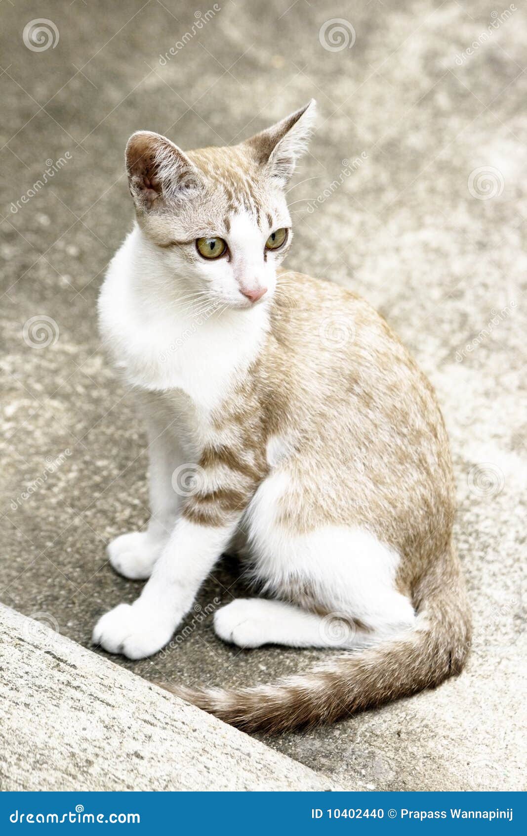 Yellowgreen eyes (Cat) stock photo. Image of young, isolated 10402440