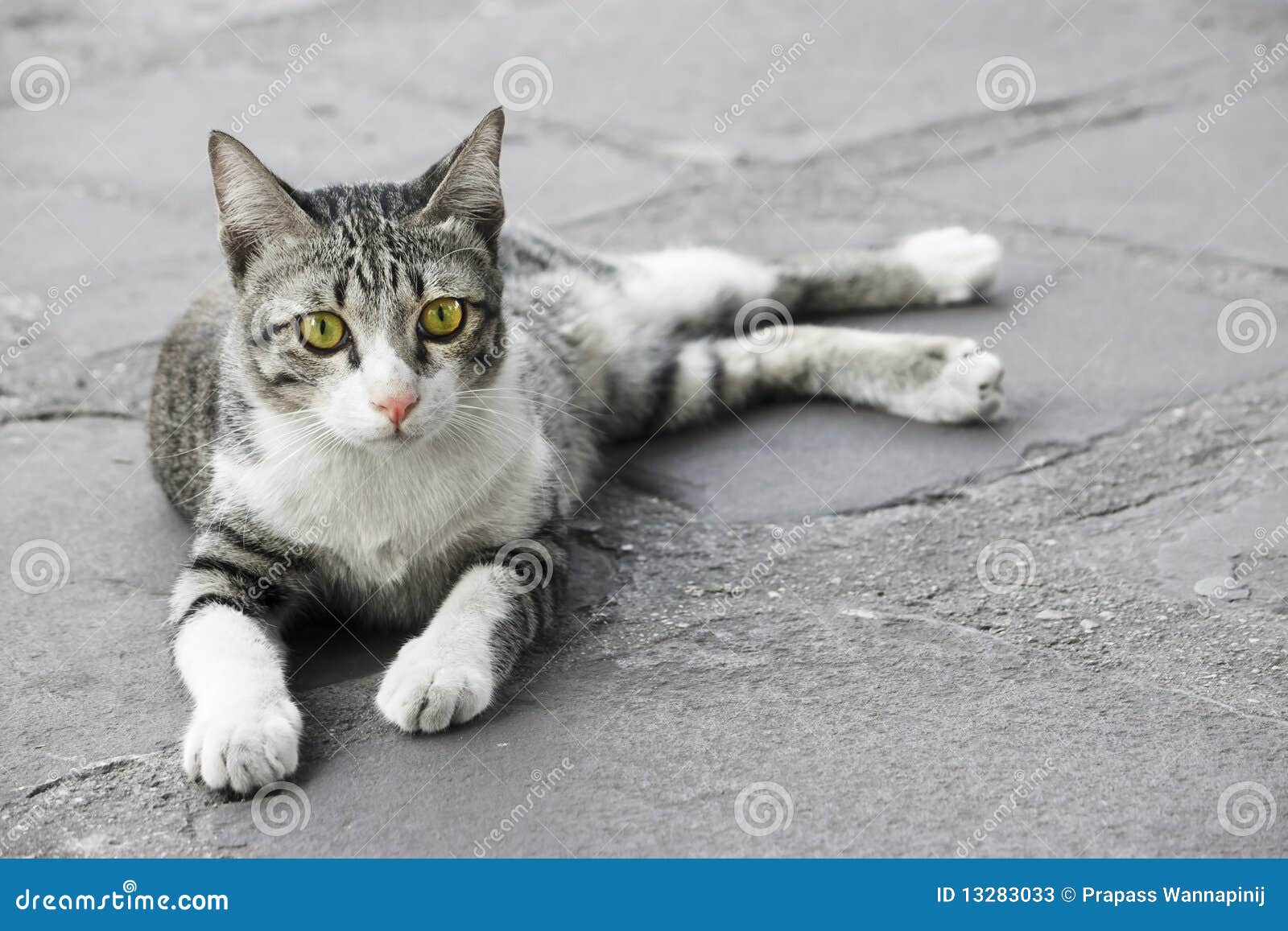 Yellowgreen Eyes Young Kitten Stock Image Image of veterinarian