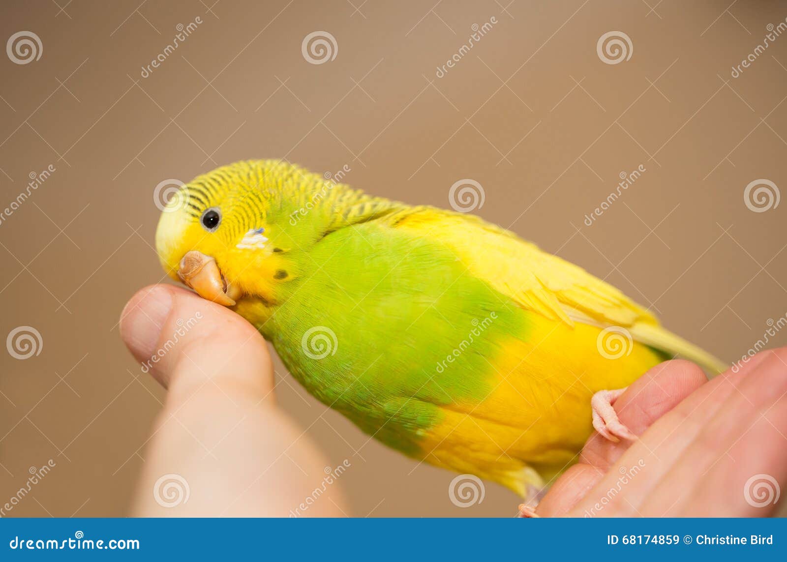 A Budgerigar Parakeet Sitting On A Senior Man's Hand With Her