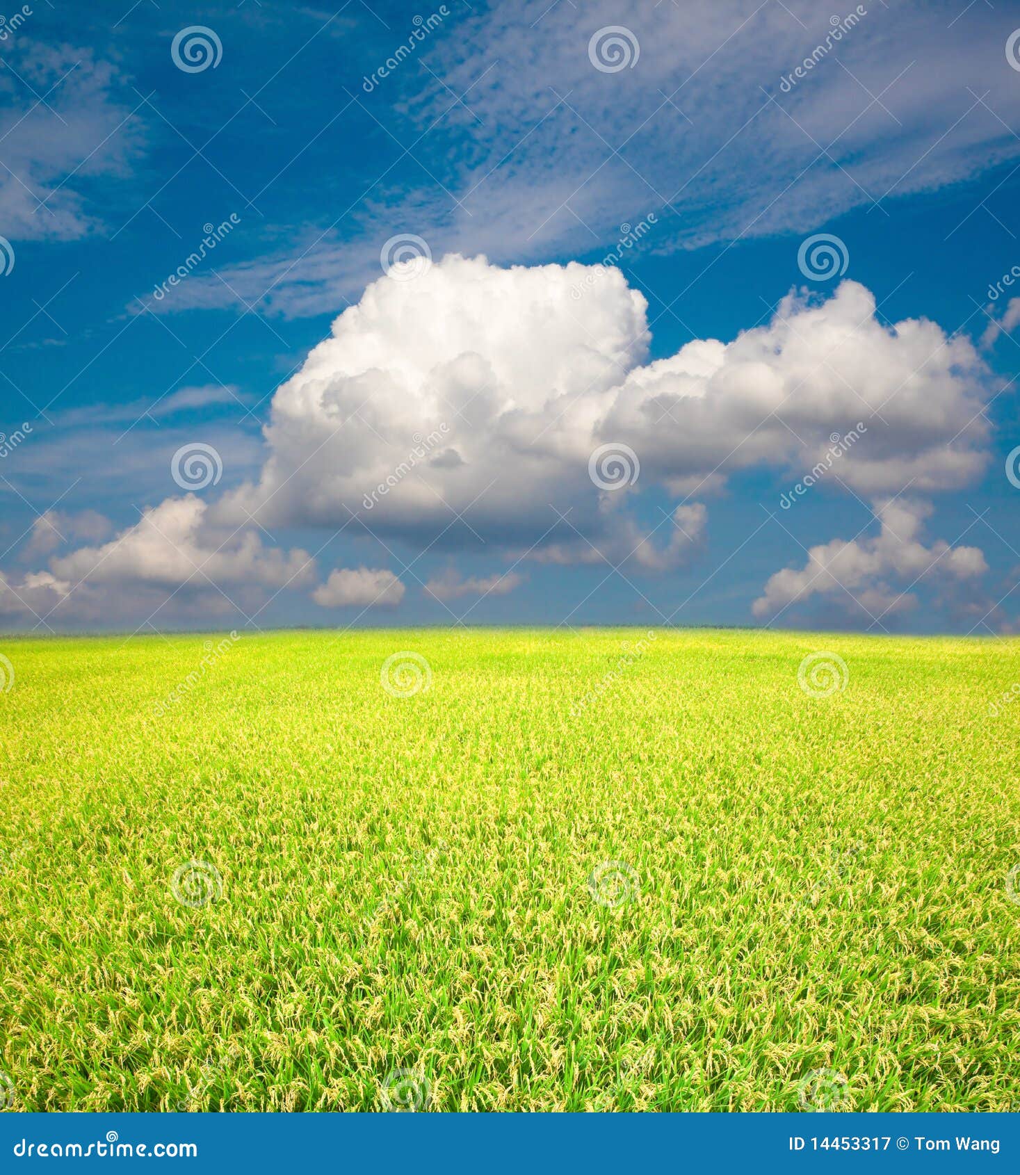 Yellow Green Field and Blue Sky Stock Image Image of ground, outdoor 14453317