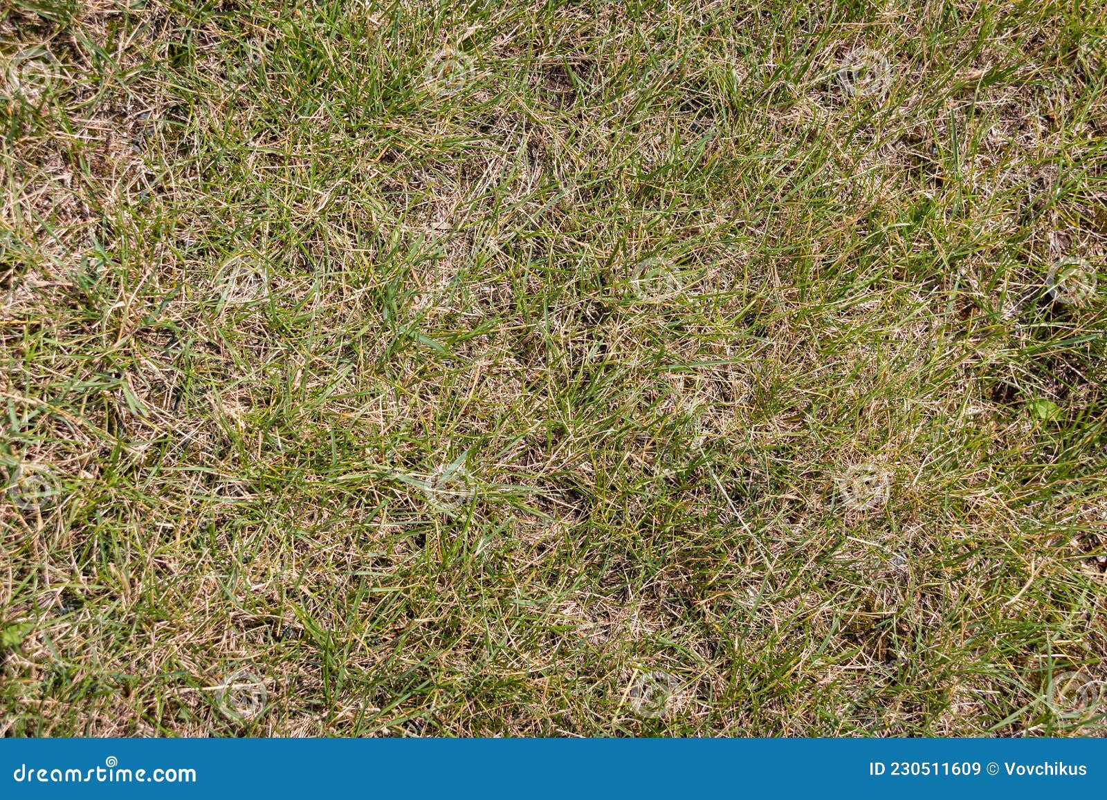 Yellowgreen Grass. Texture. Background. Sample Stock Image Image of spring, texture 230511609