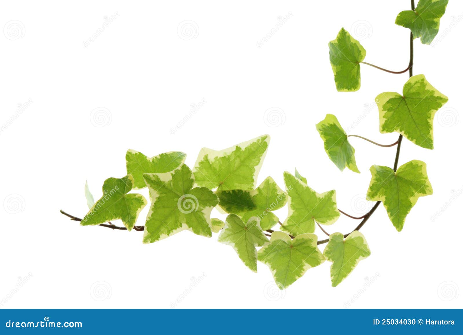 Yellow Green Ivy stock photo. Image of leaves, climber - 25034030