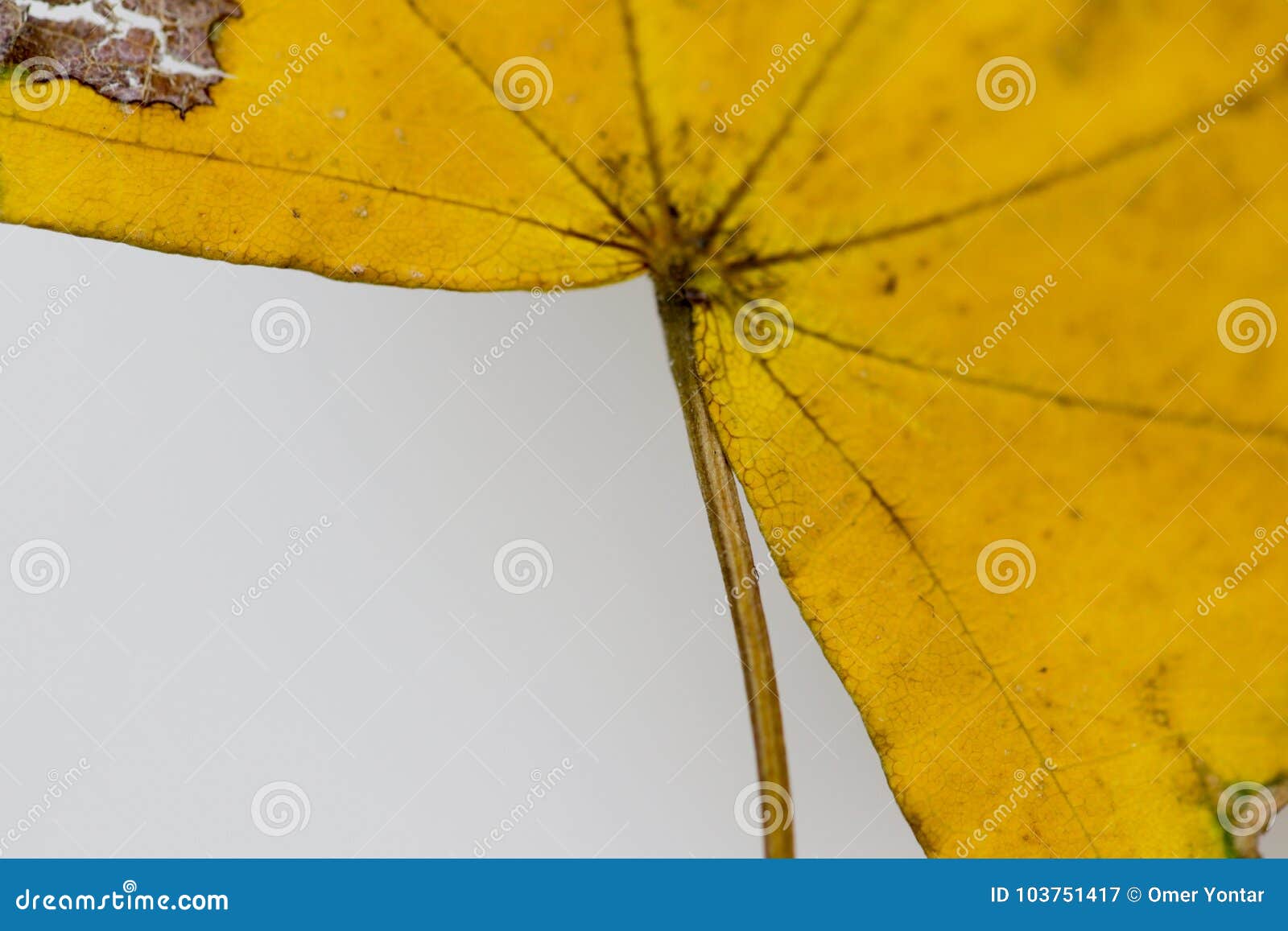 Yellow and green leaf stock image. Image of forest, decorative 103751417