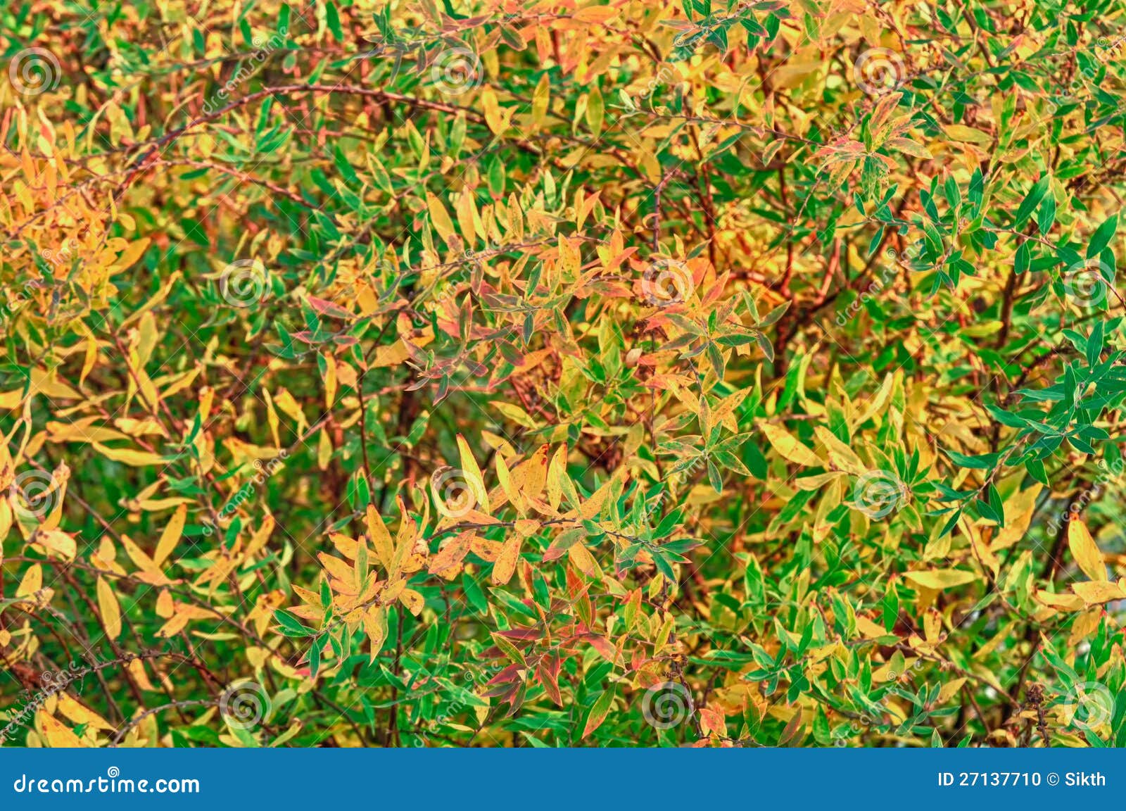 Yellow and Green Leaves of Spiraea Shrub Stock Photo Image of botanical, nature 27137710