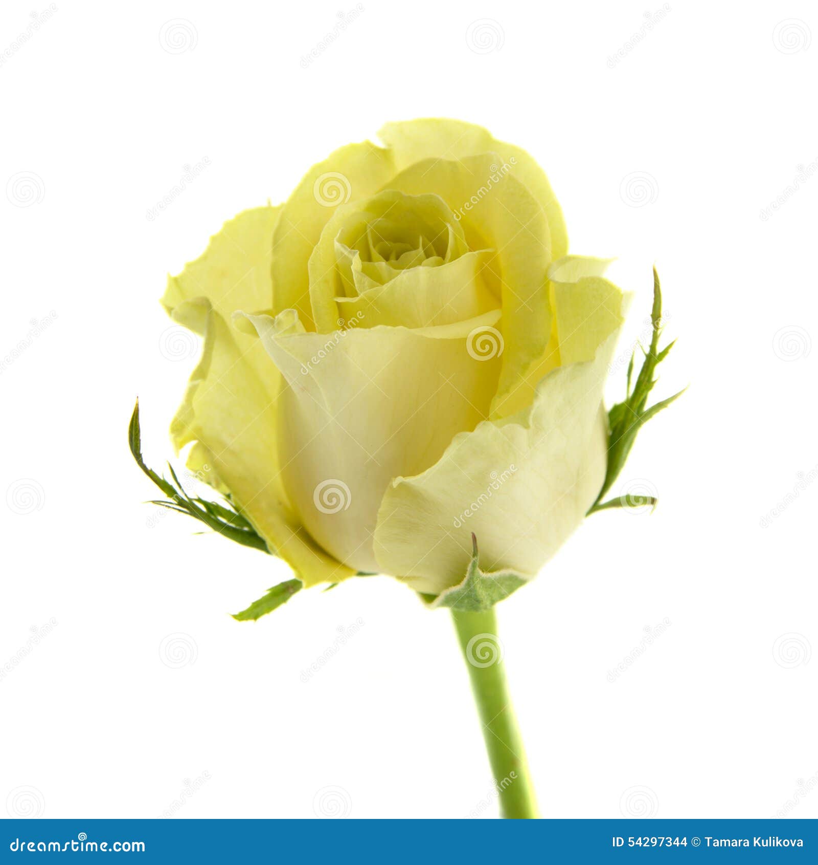 Yellowgreen rose stock photo. Image of blooming, plant 54297344