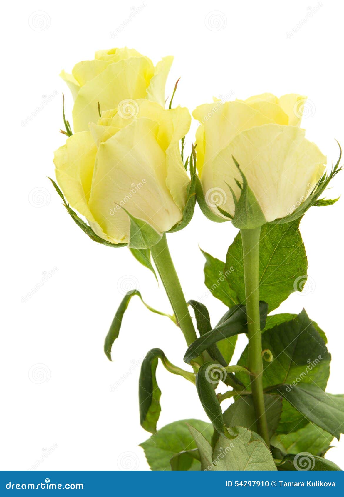 Yellowgreen rose stock photo. Image of lime, nature 54297910