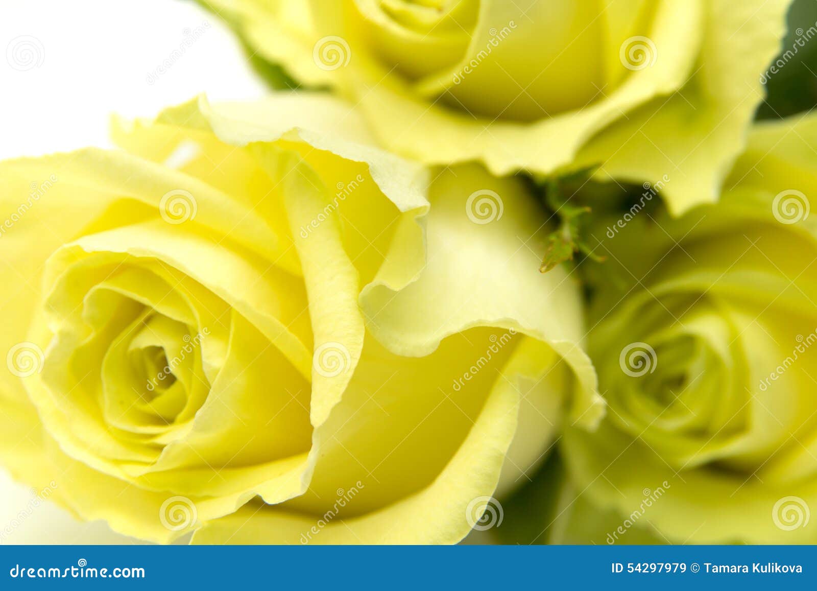 Yellowgreen rose stock image. Image of floral, cutout 54297979