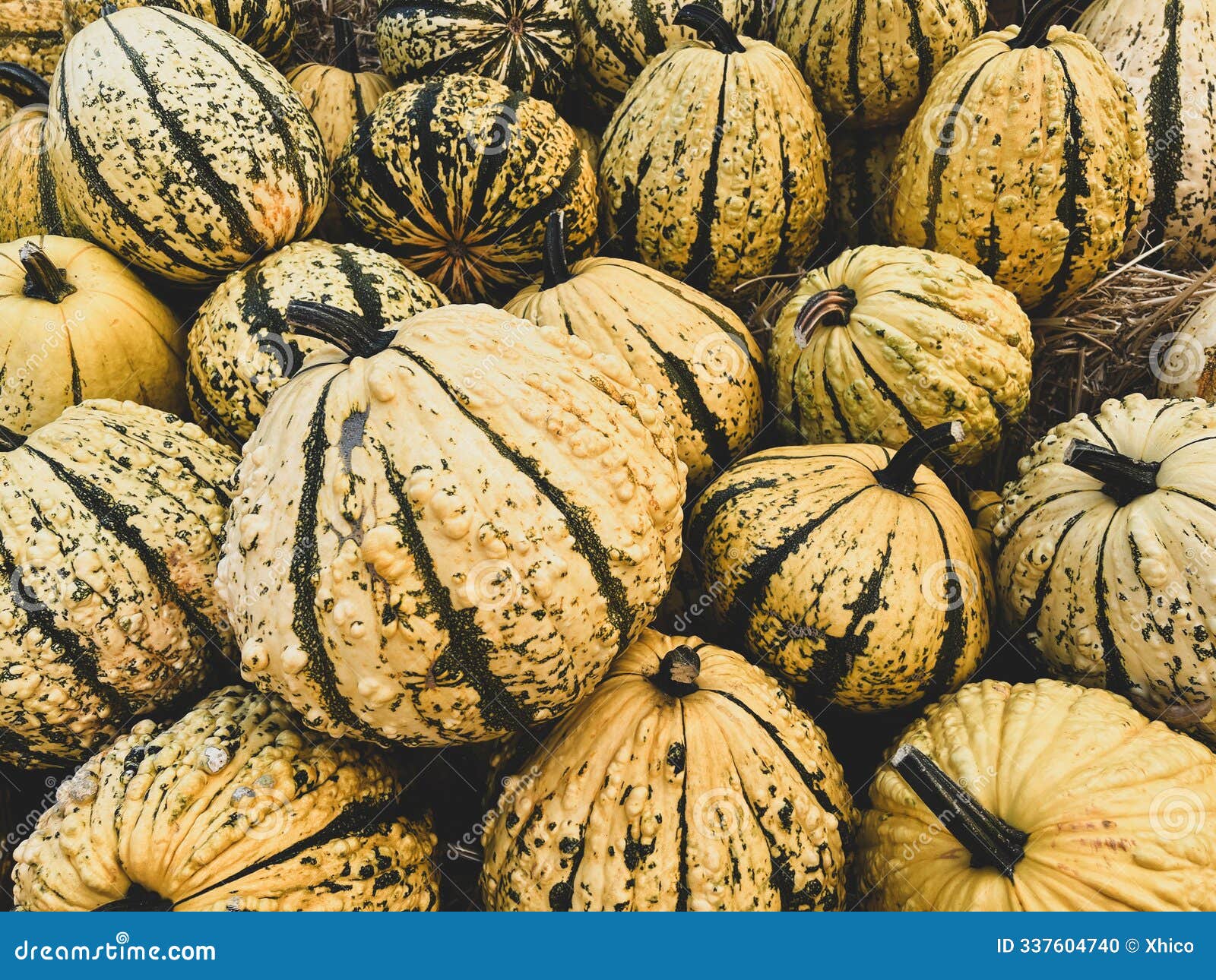 yellow and green striped rough skin pumpkin-gourd pile on a farm in autumn