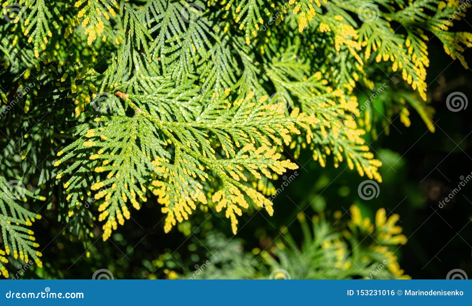 Green Thuja Tree Branches Background. Natural Needles Backdrop