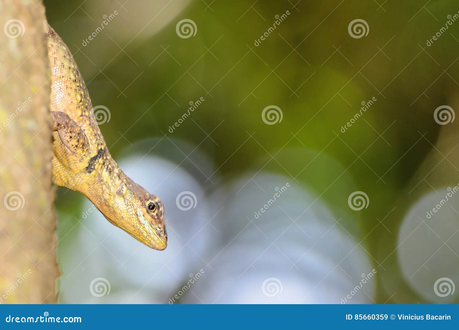 Yellow Ground Lizard Upside Down on a Tree Trunk Stock Image Image of tree, wildlife 85660359