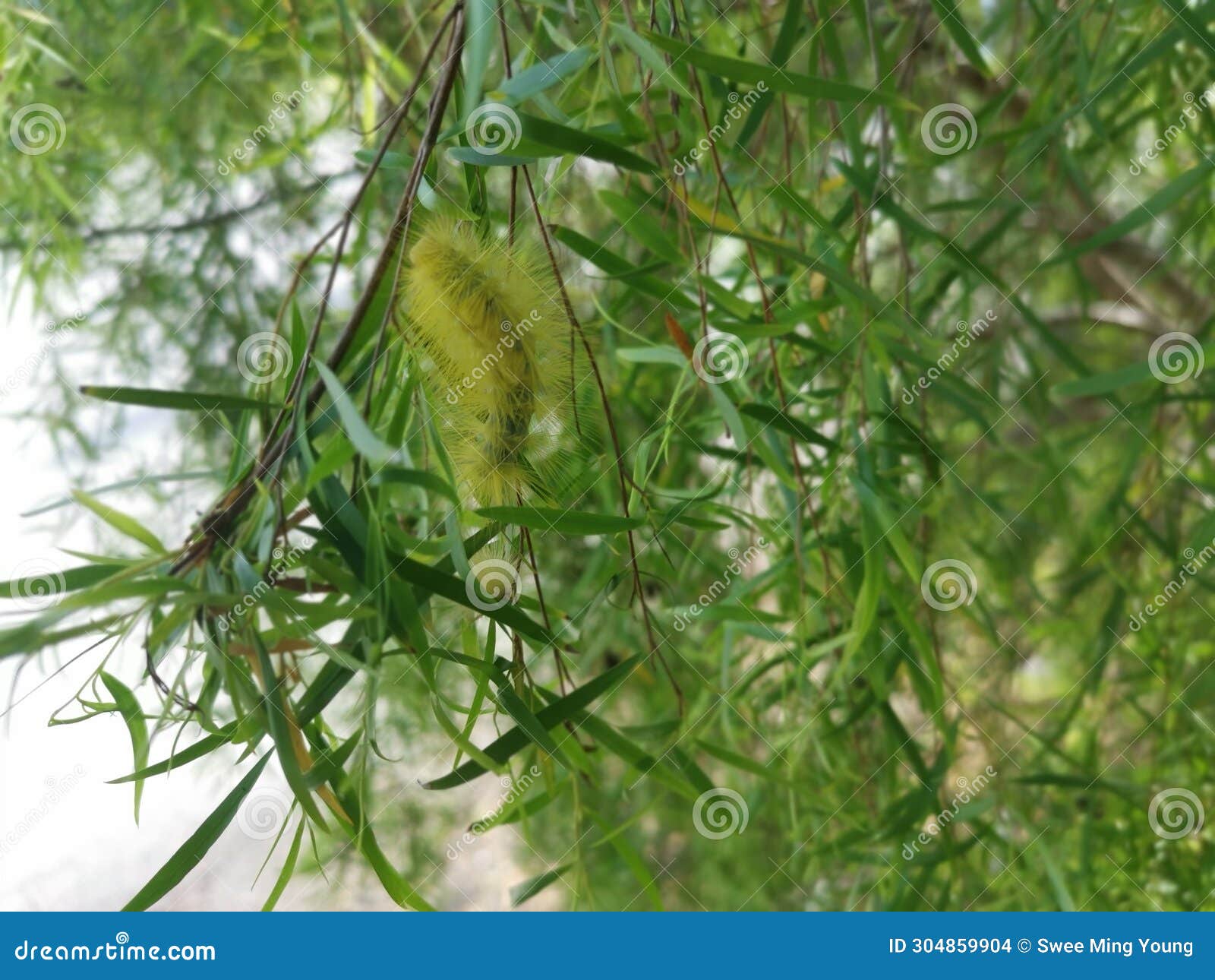 yellow hairy caterpillar on willow leaves.