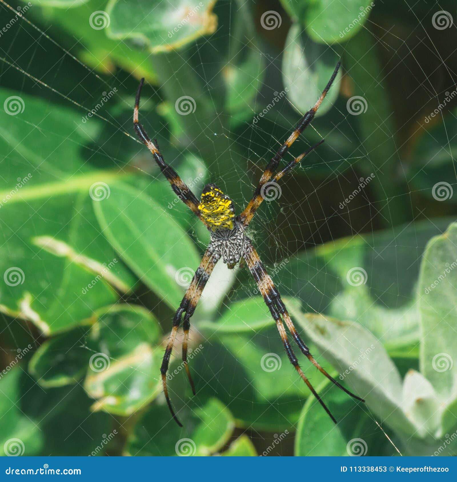 Yellow Hawaiian Garden Spider Stock Image Image Of Foliage