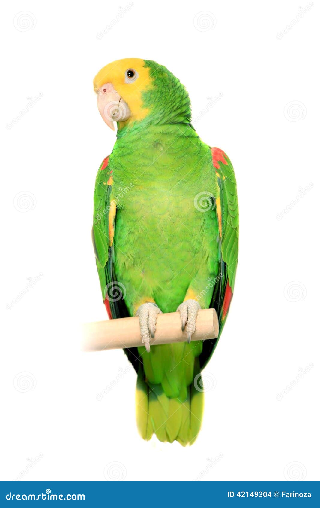 Yellow Head Amazon on White Stock Photo Image of mimic, nature 42149304