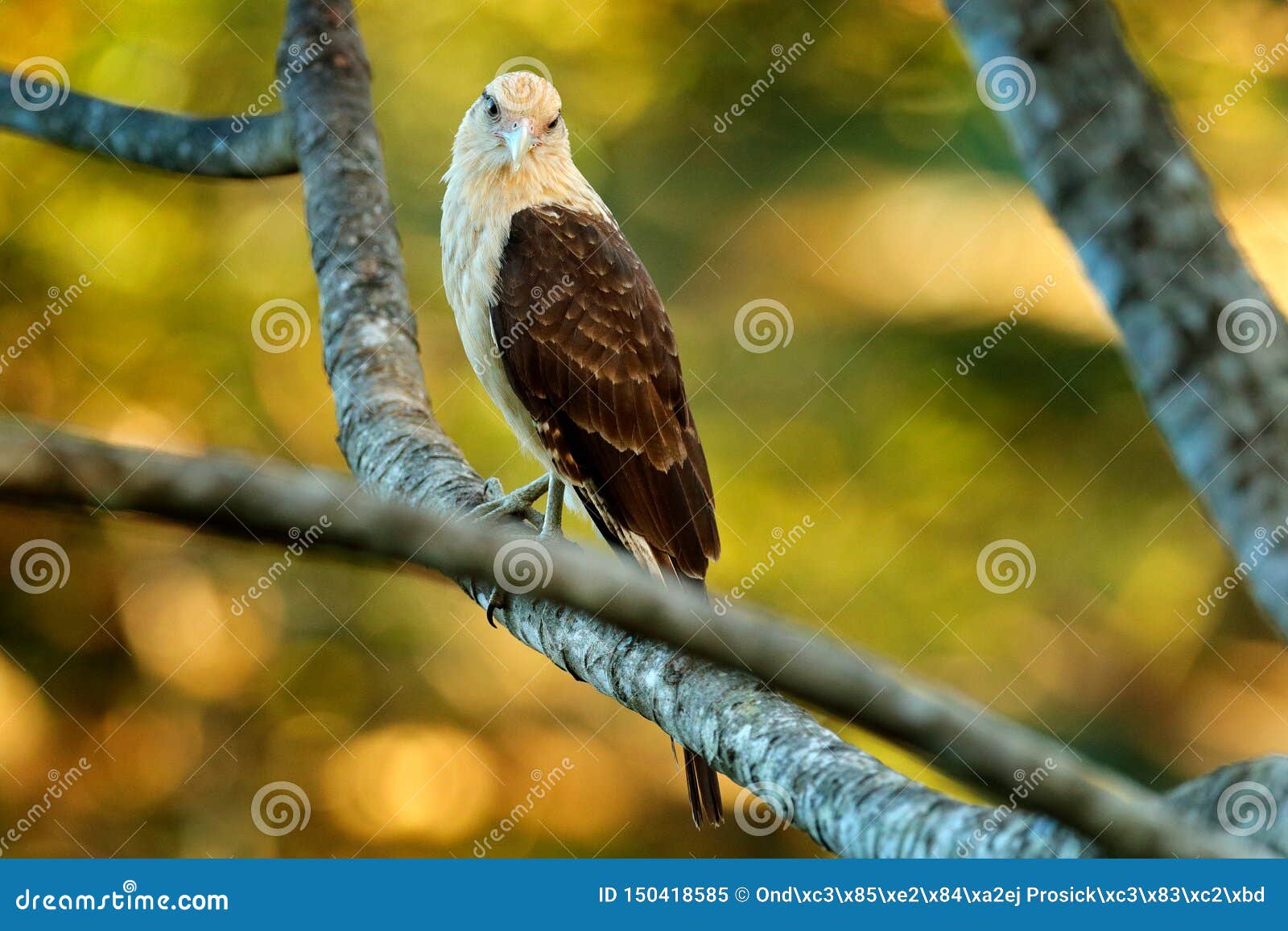 caracara bird of prey