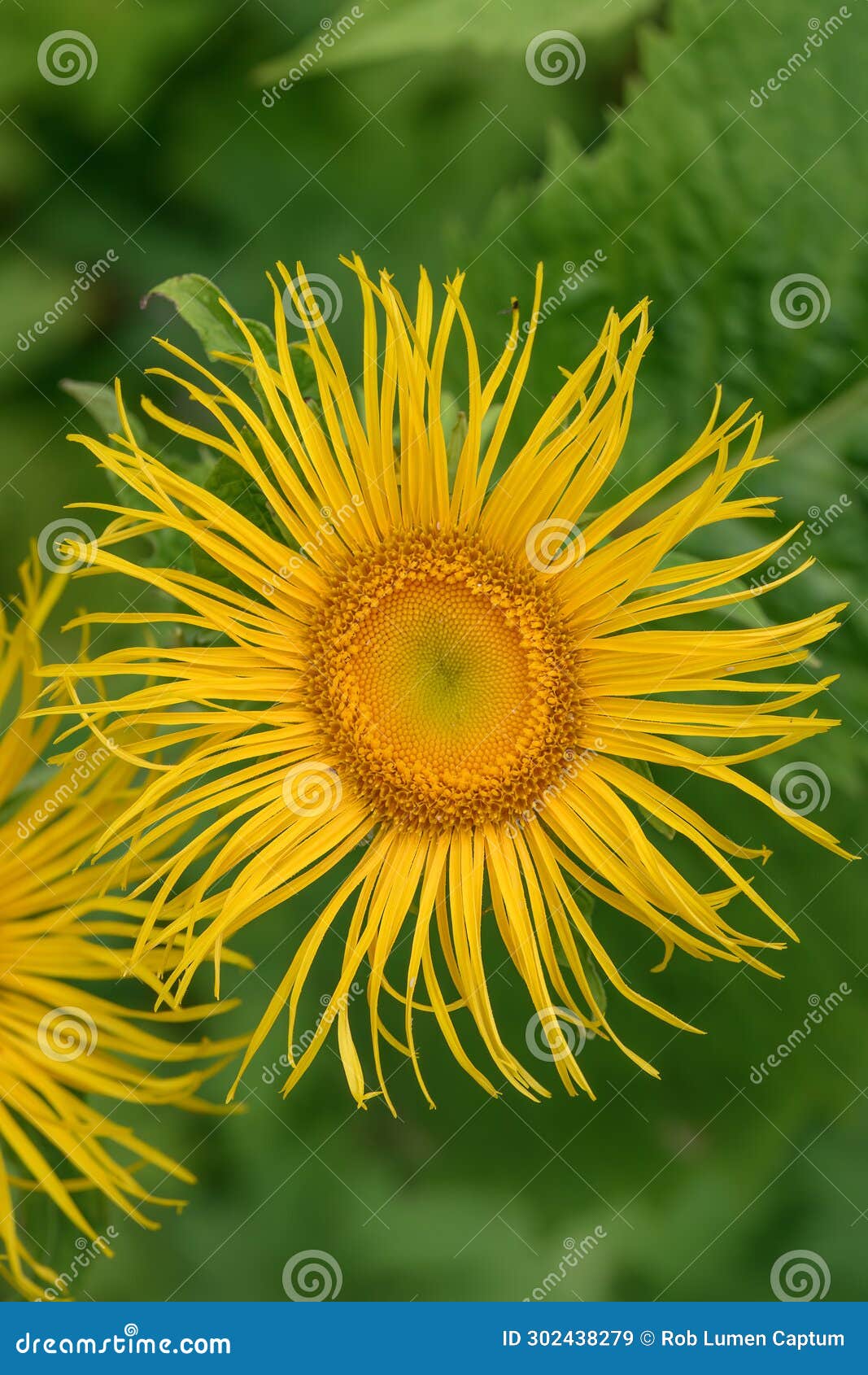 yellow heartleaf ox-eye telekia speciosa, big yellow flower in close-up