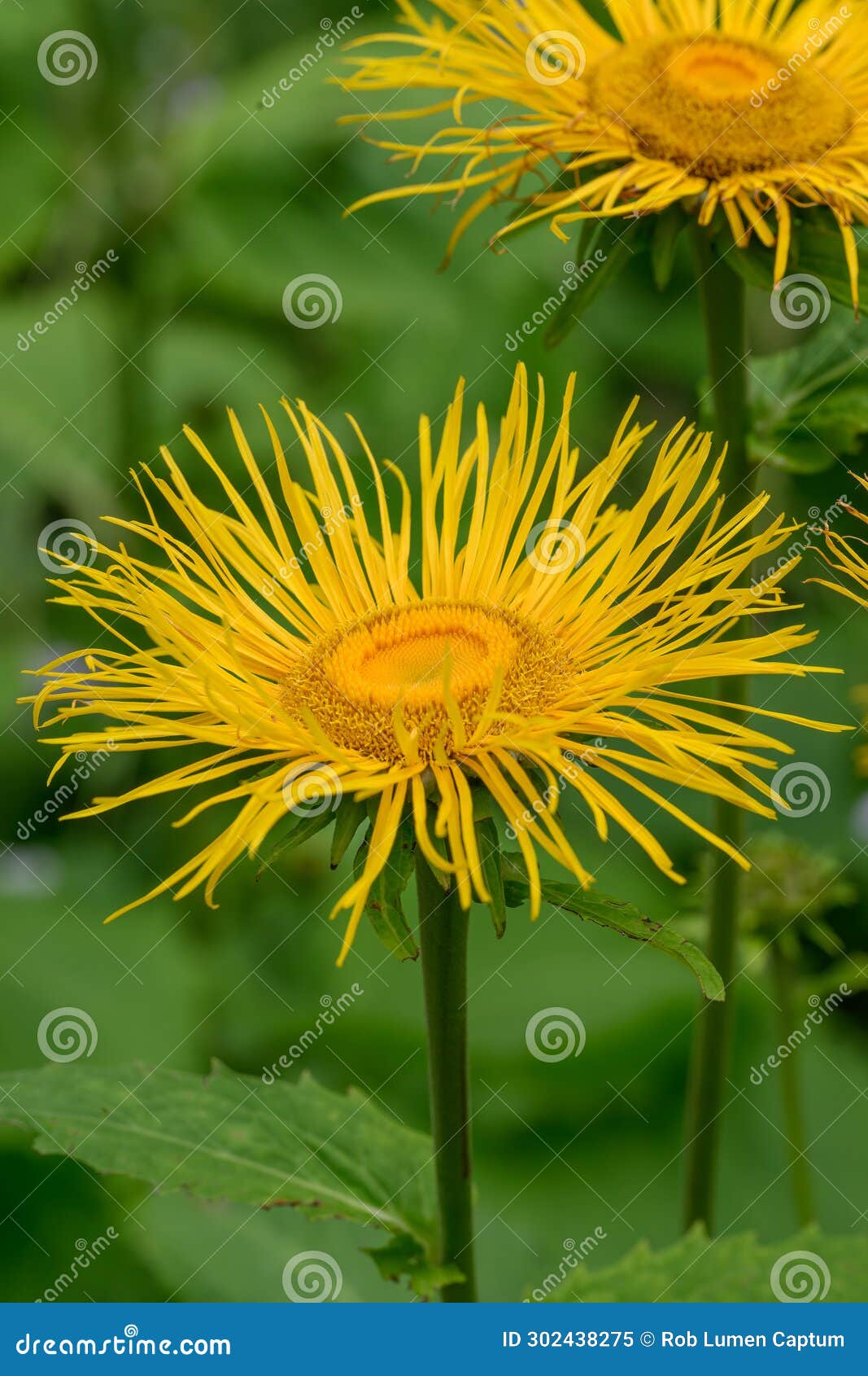 yellow heartleaf ox-eye telekia speciosa, big yellow flower