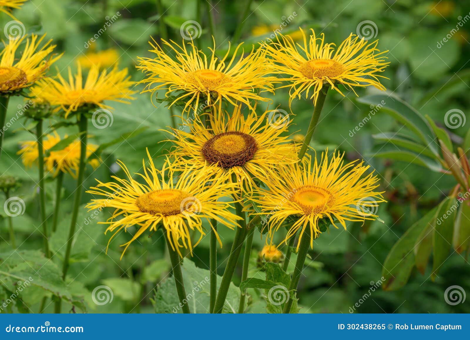 yellow heartleaf ox-eye telekia speciosa, big yellow flowers