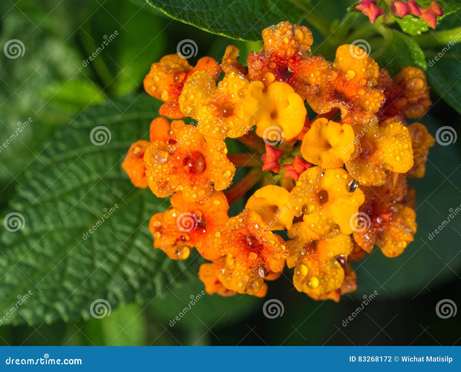 Yellow Hedge Flowers after Rain Stock Photo Image of black, garden