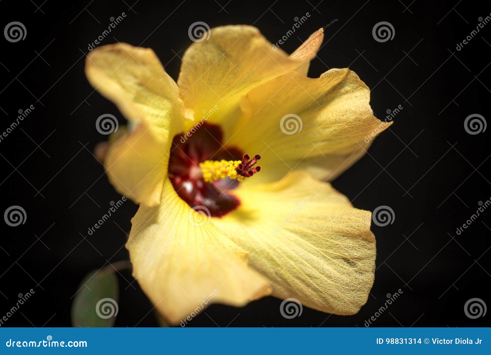 yellow hibiscus flower in black background