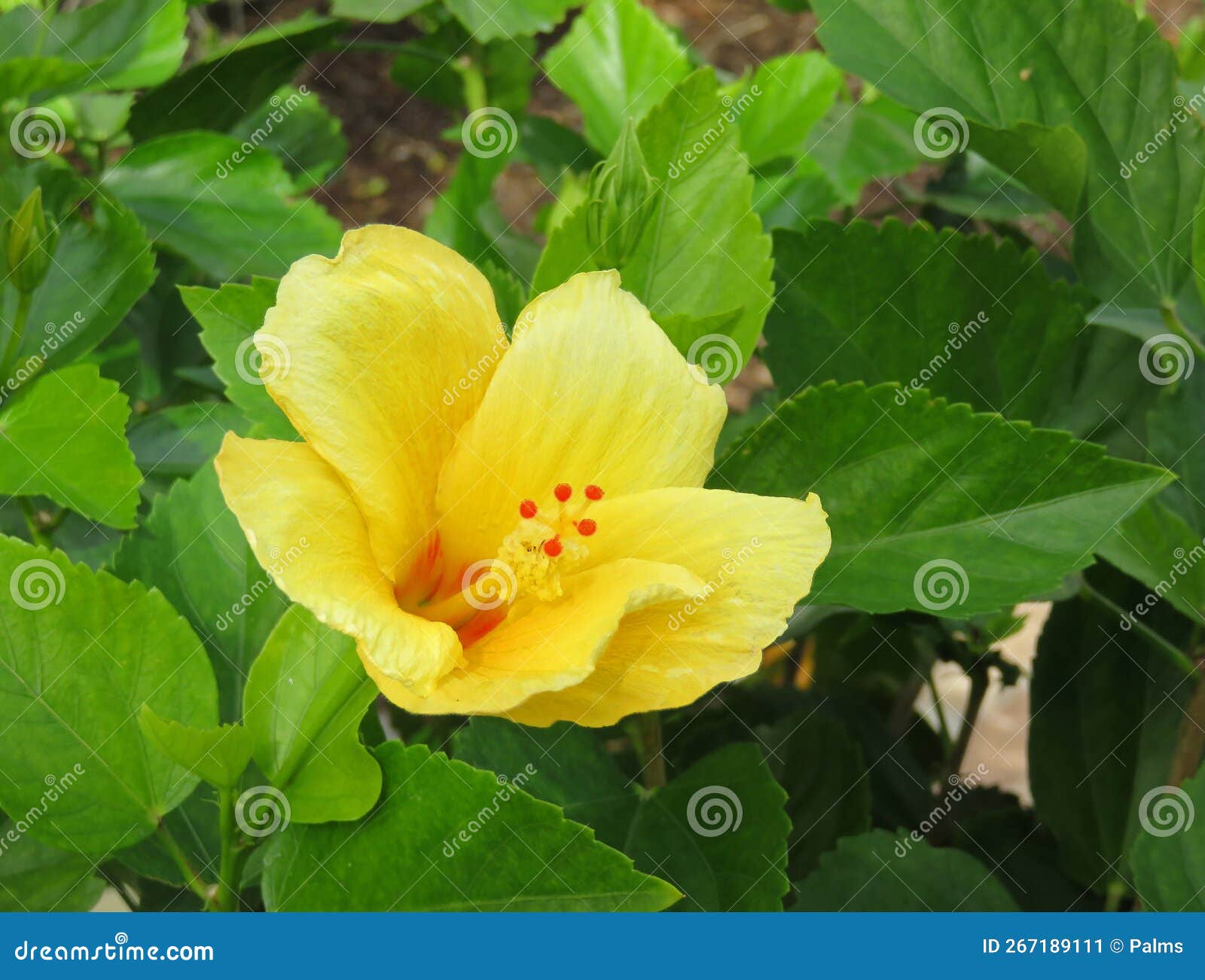 Yellow Hibiscus Flower in Bloom Stock Image Image of beauty