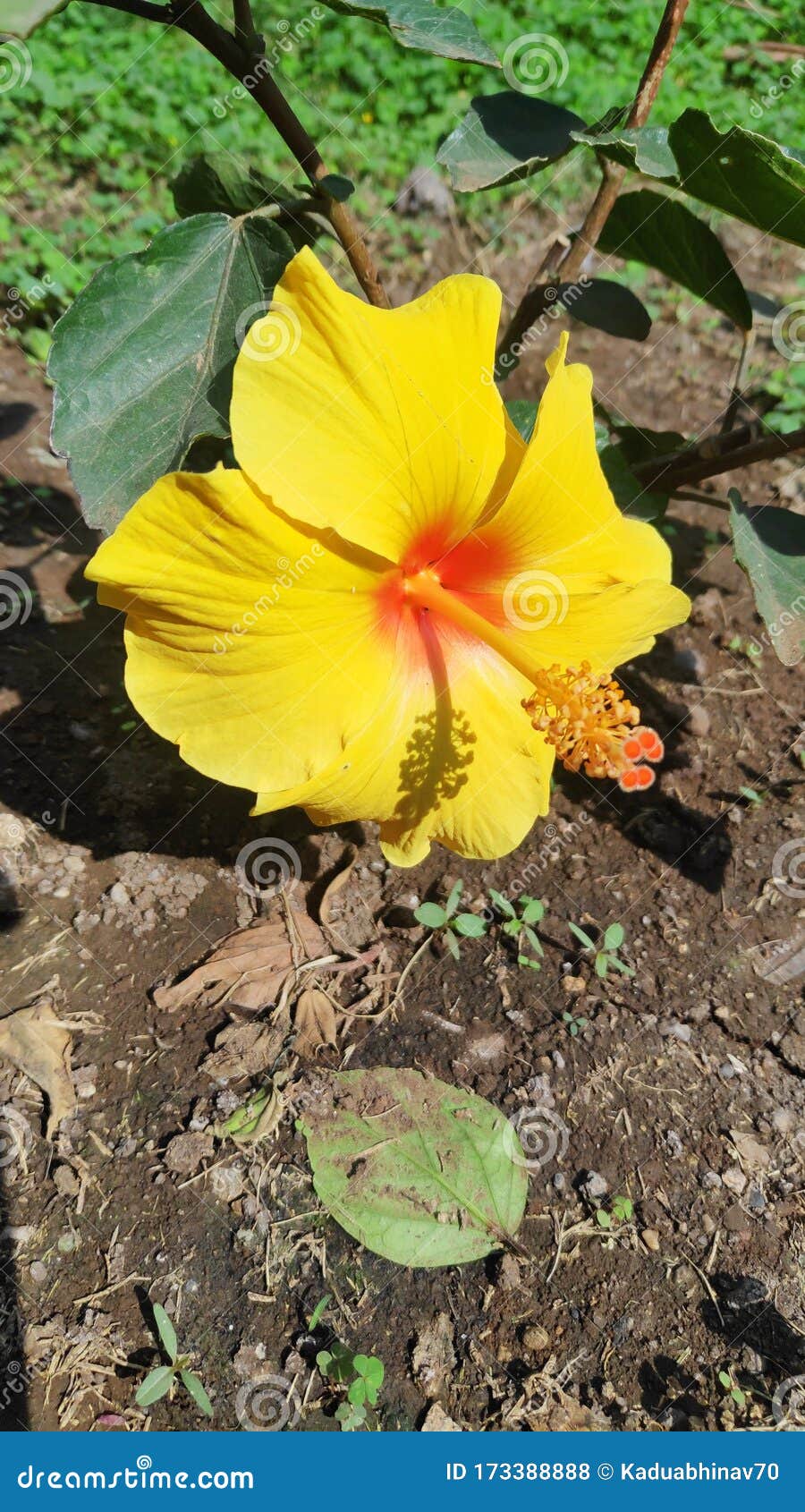 Yellow Hibiscus Flower Bloomed Facing the Sun Stock Photo Image of