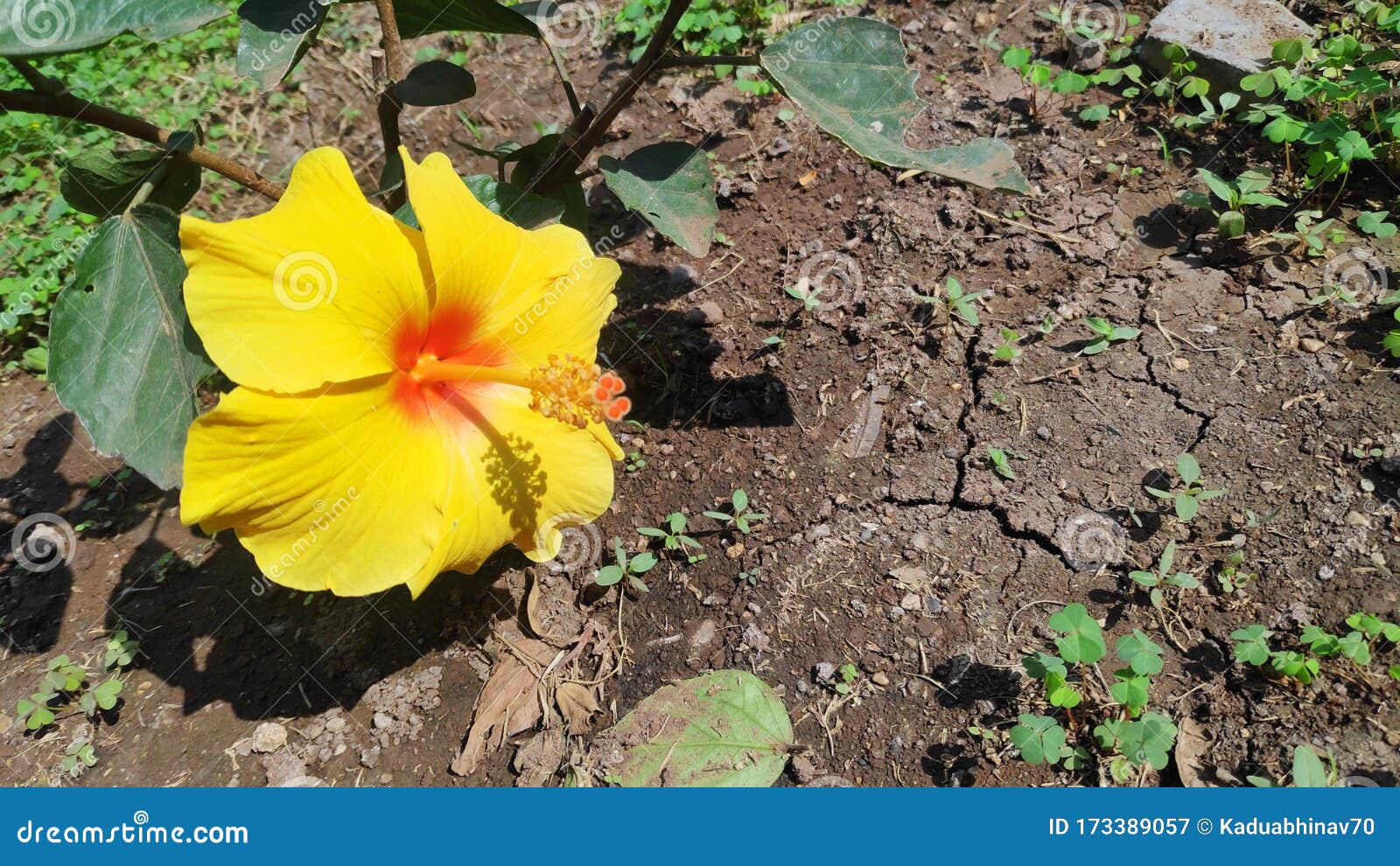 Yellow Hibiscus Flower Bloomed Facing the Sun Stock Image Image of