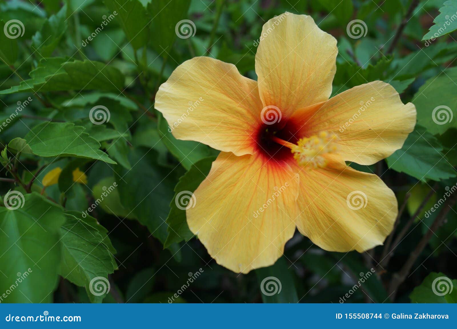 A Yellow Hibiscus Flower Closeup. Stock Photo Image of flower, shrub