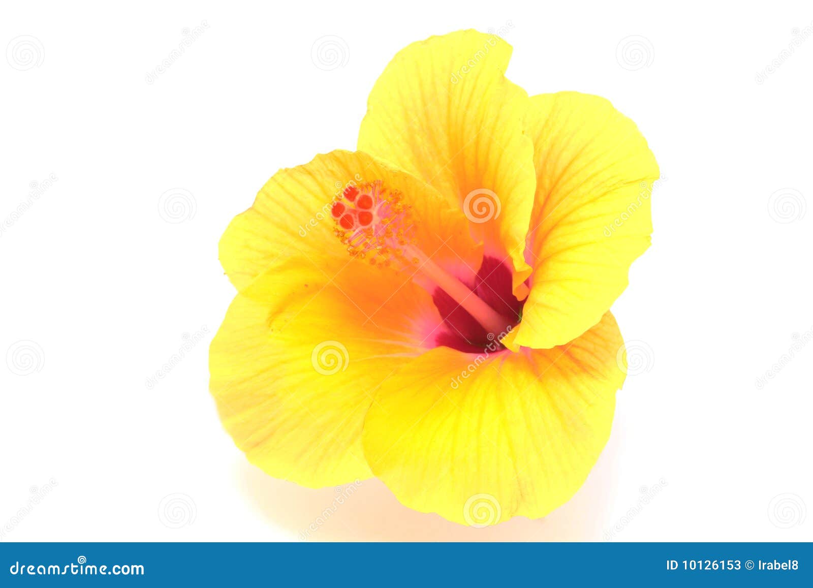 Yellow Hibiscus Flower Isolated Stock Image Image of nature, hibiscus