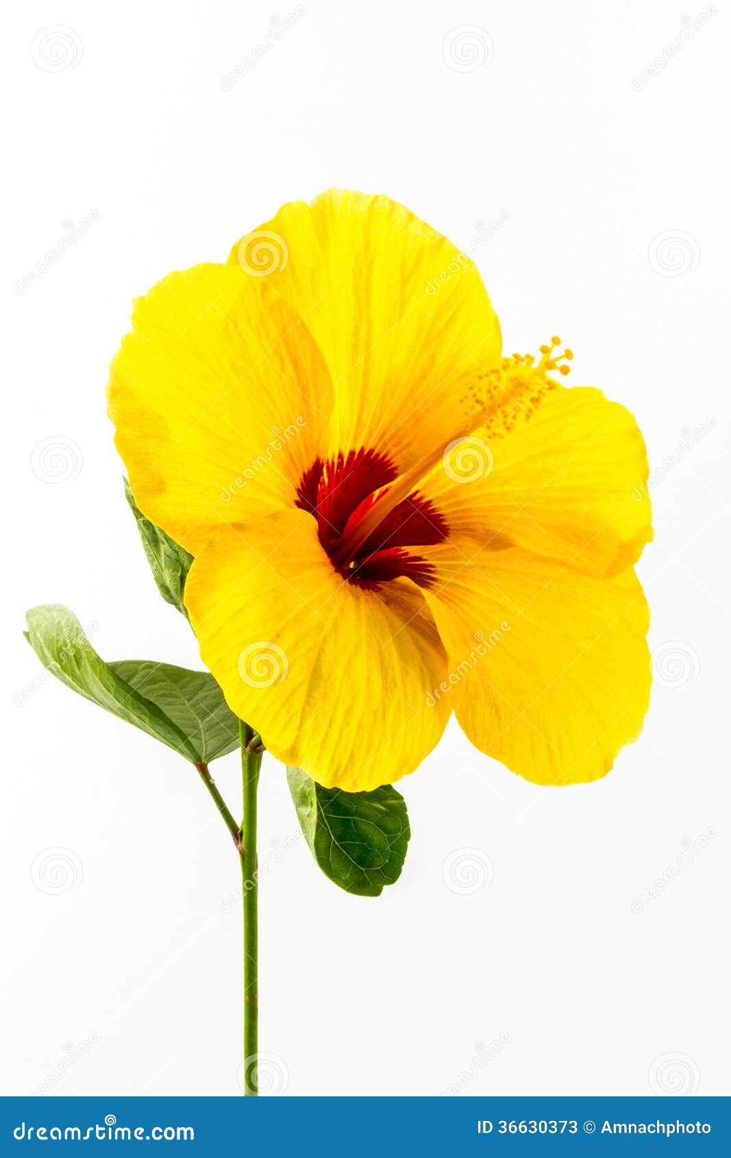 Yellow hibiscus flower. stock image. Image of beauty 36630373