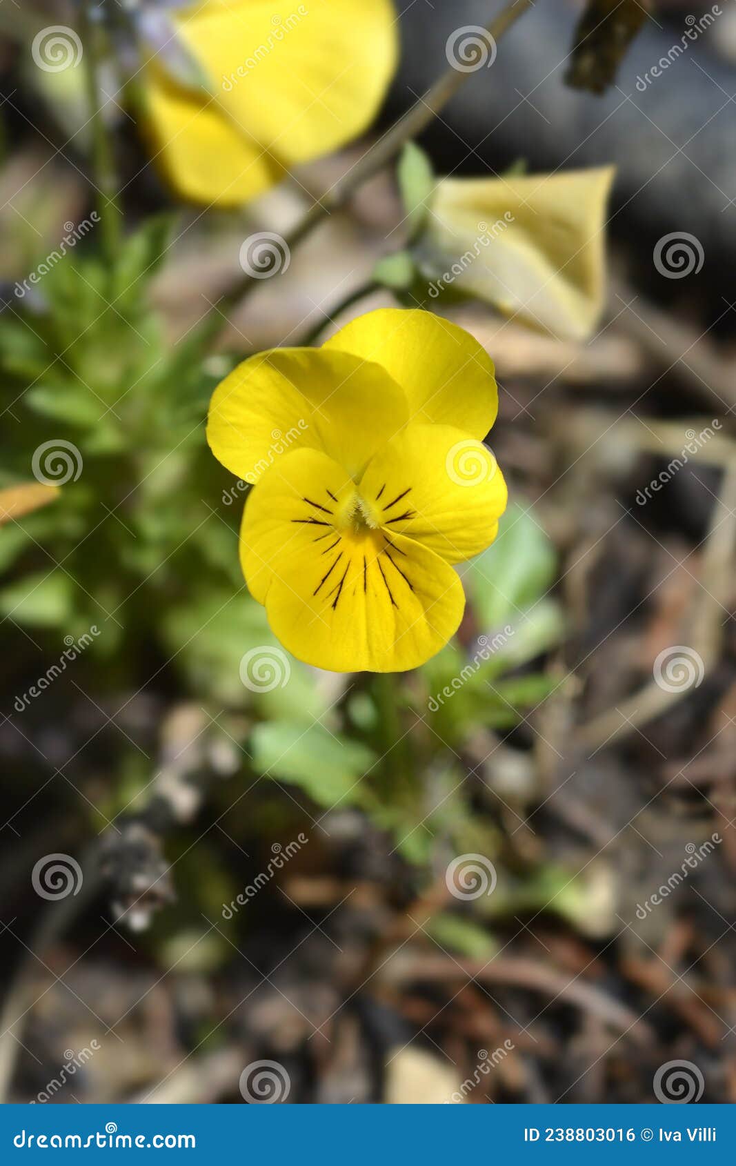 Horned violet stock photo. Image of cornuta, viola, yellow - 238803016