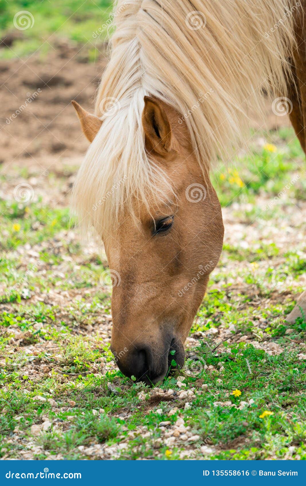 Yellow horse on the farm stock photo. Image of horses 135558616