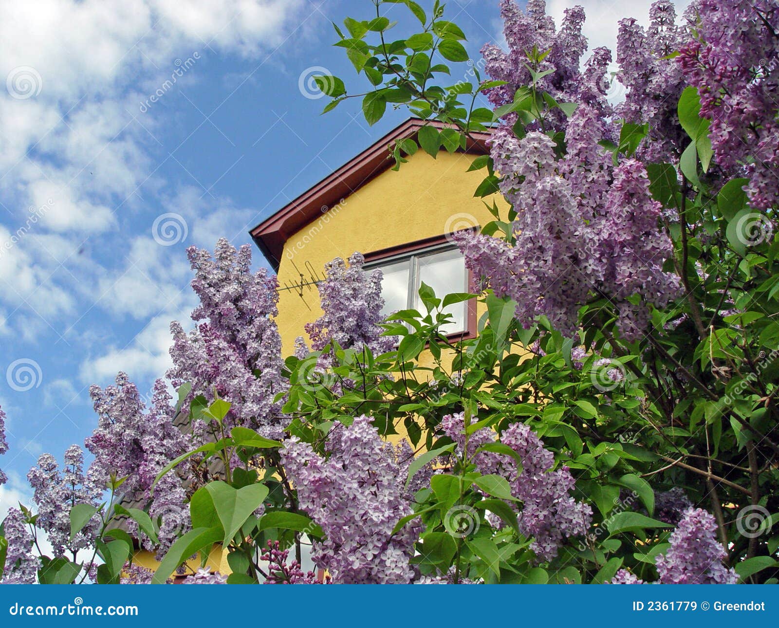 Yellow house with lilacs stock image. Image of house, lilac 2361779