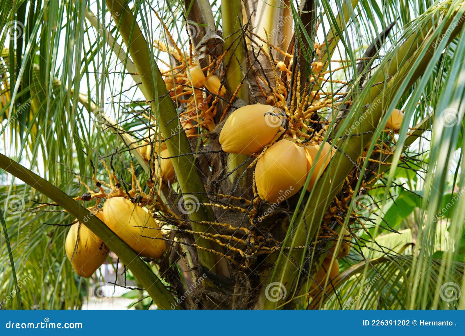Yellow hybrid coconut stock photo. Image of fuit, coconut 226391202