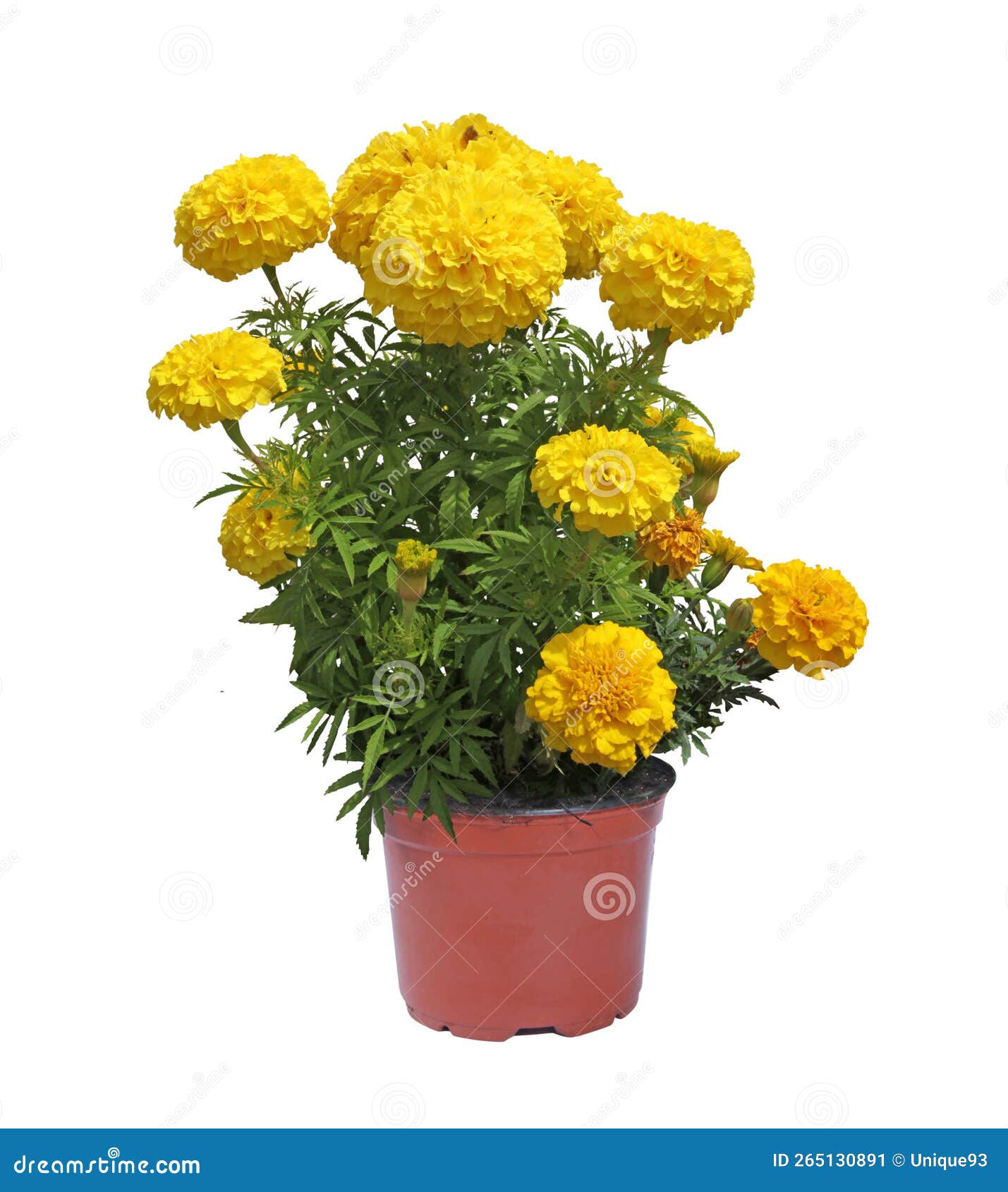 Yellow indian rose in pot stock image. Image of spring 265130891