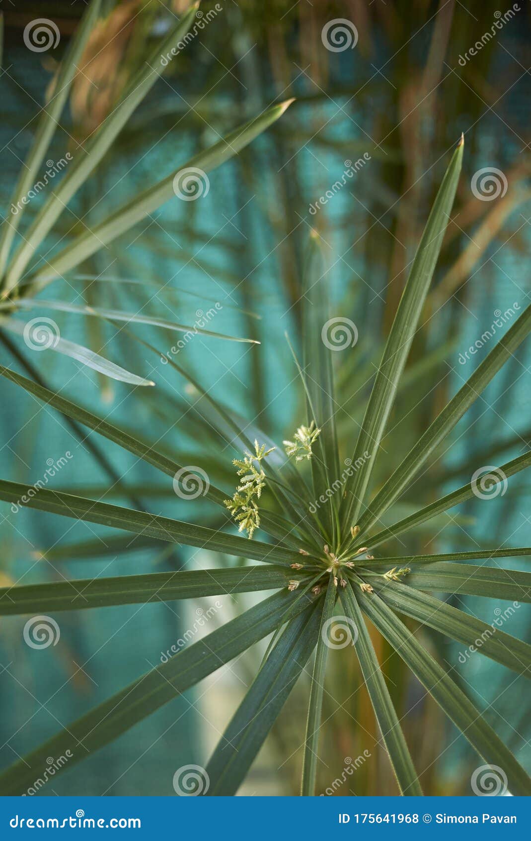 cyperus alternifolius in bloom