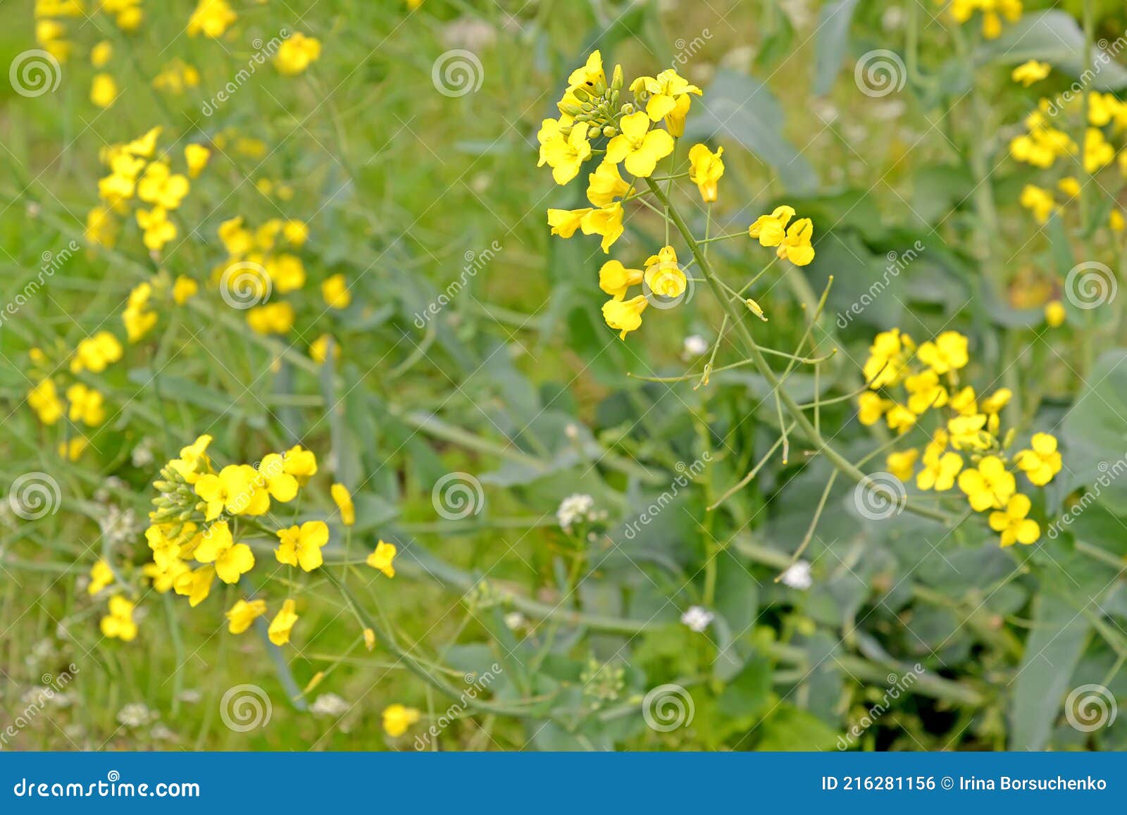 Yellow Inflorescences of Field Cabbage Brassica Campestris L Stock Photo Image of weed, flora