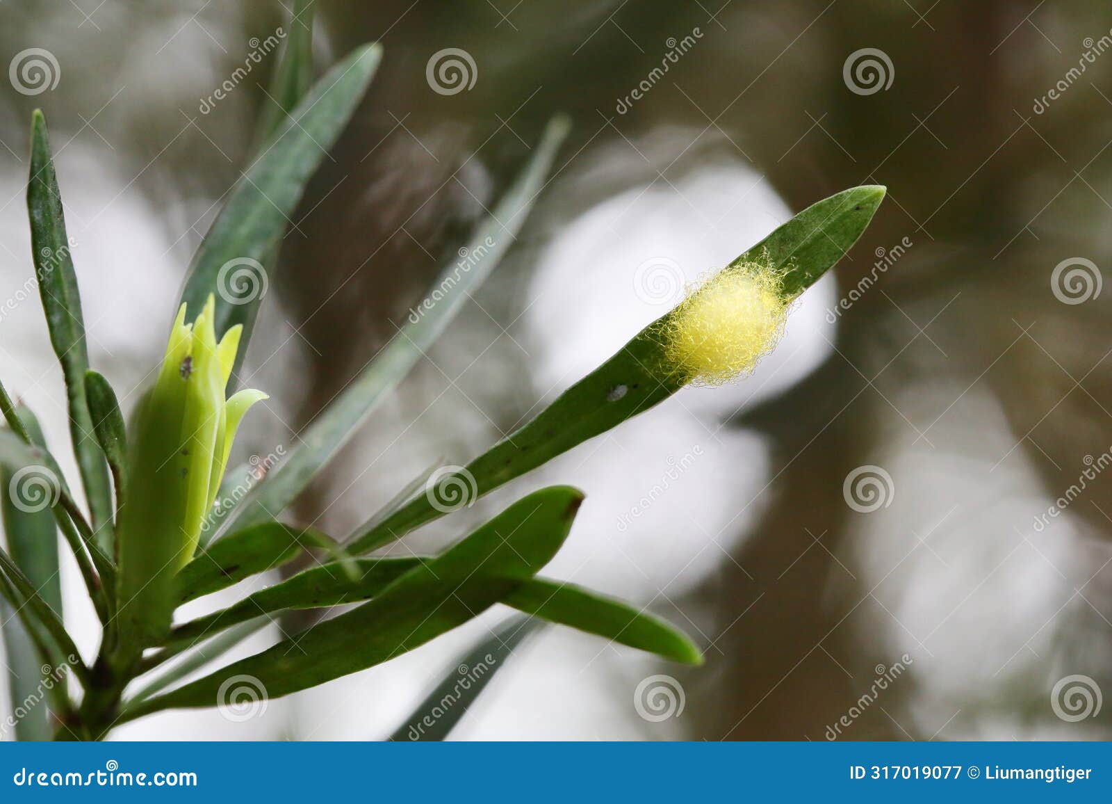 an yellow insect cocoons on the leaves of podocarpus macrocephalus