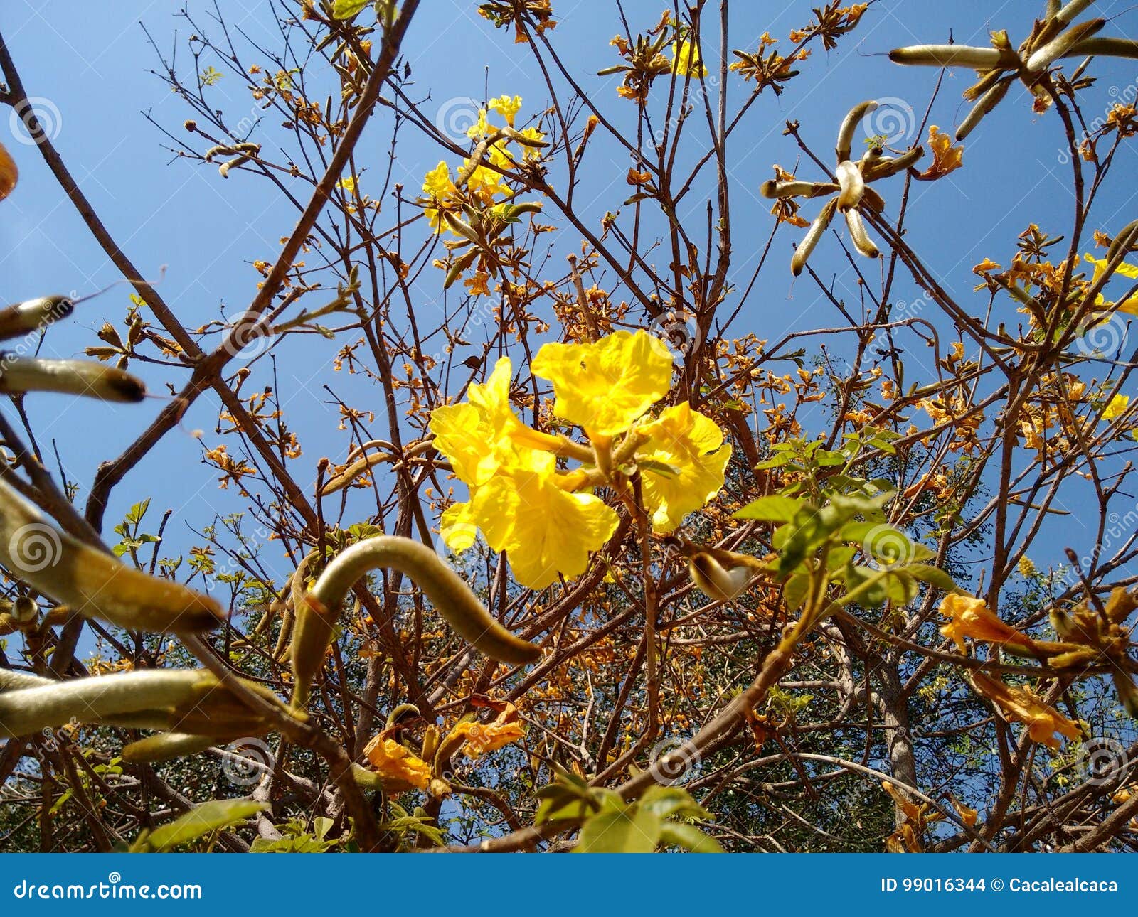 Yellow ipe - Flower stock photo. Image of biology, beautify - 99016344