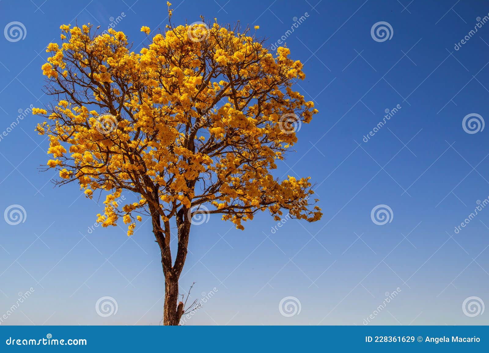 yellow ipÃÂª, a typical brazilian cerrado tree.