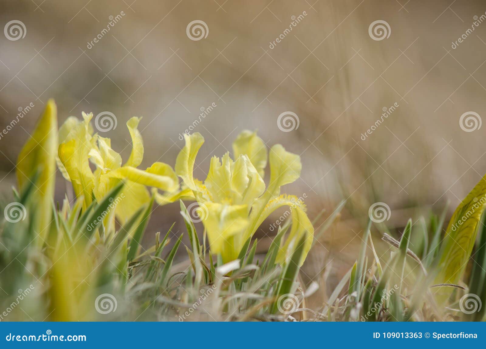 Yellow Iris. Yellow Flower Growing Wild in Marsh Land. Stock Image