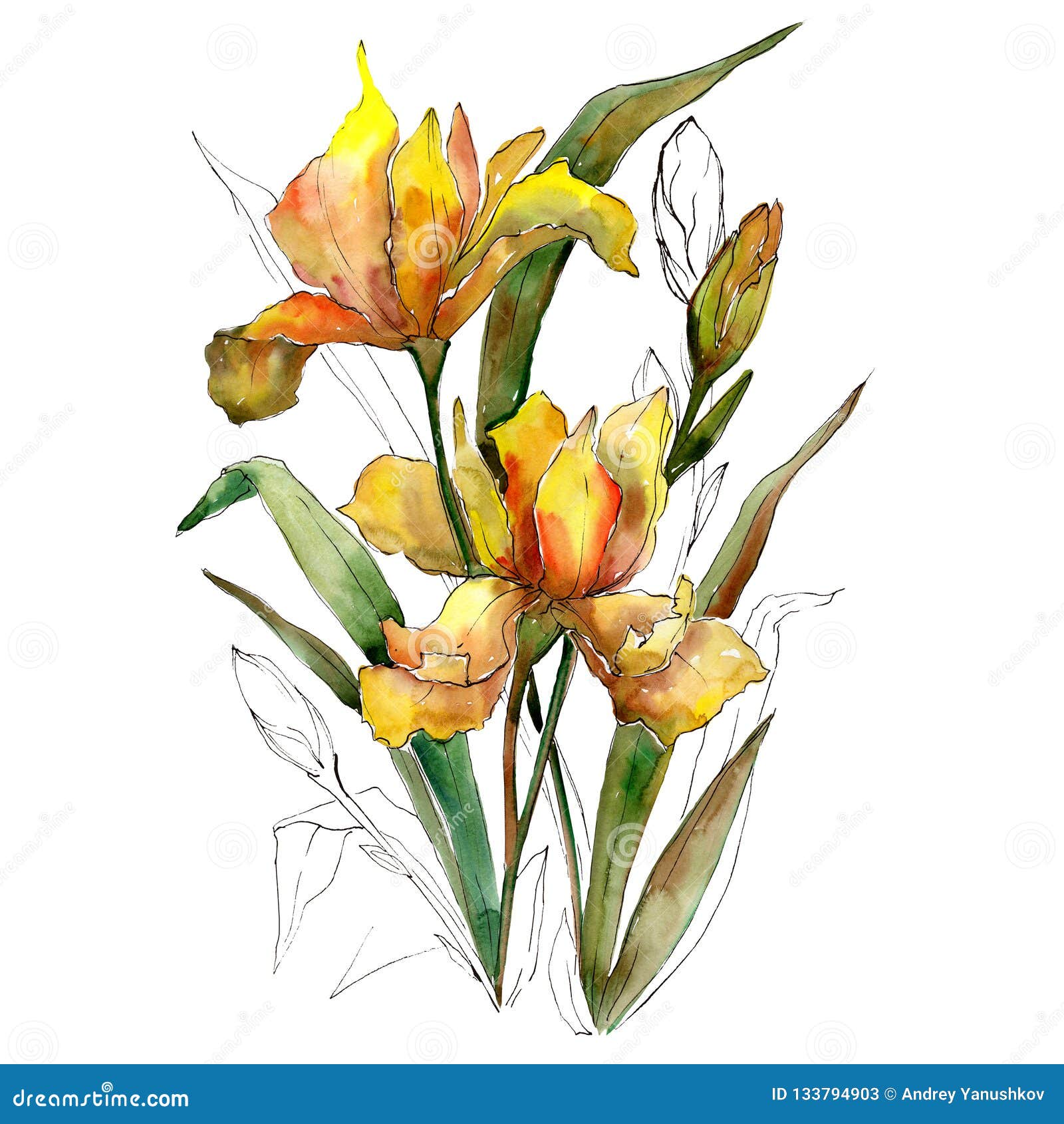 Yellow Iris Flowers Bouquet. Watercolor Background Illustration Set.  Watercolour Isolated Bouquet Element. Stock Illustration - Illustration of  background, bouquets: 133794903