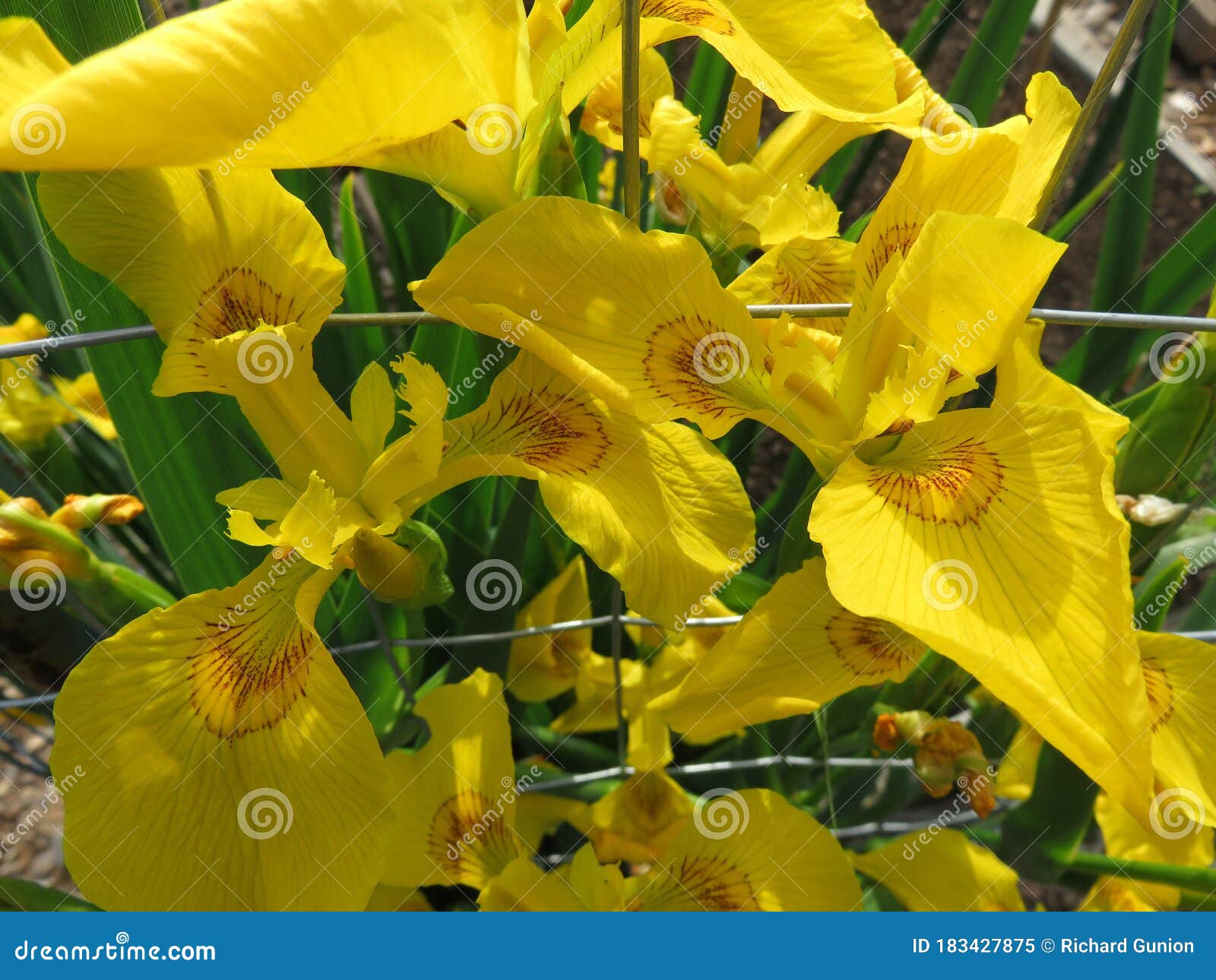 Yellow Iris Flowers in the Garden Stock Image Image of spring, nature
