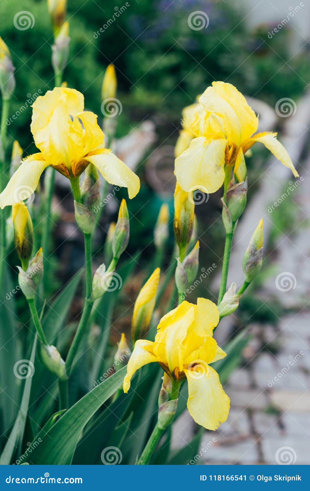 Yellow Iris Grow in the Garden. Stock Image Image of attractive, leaf