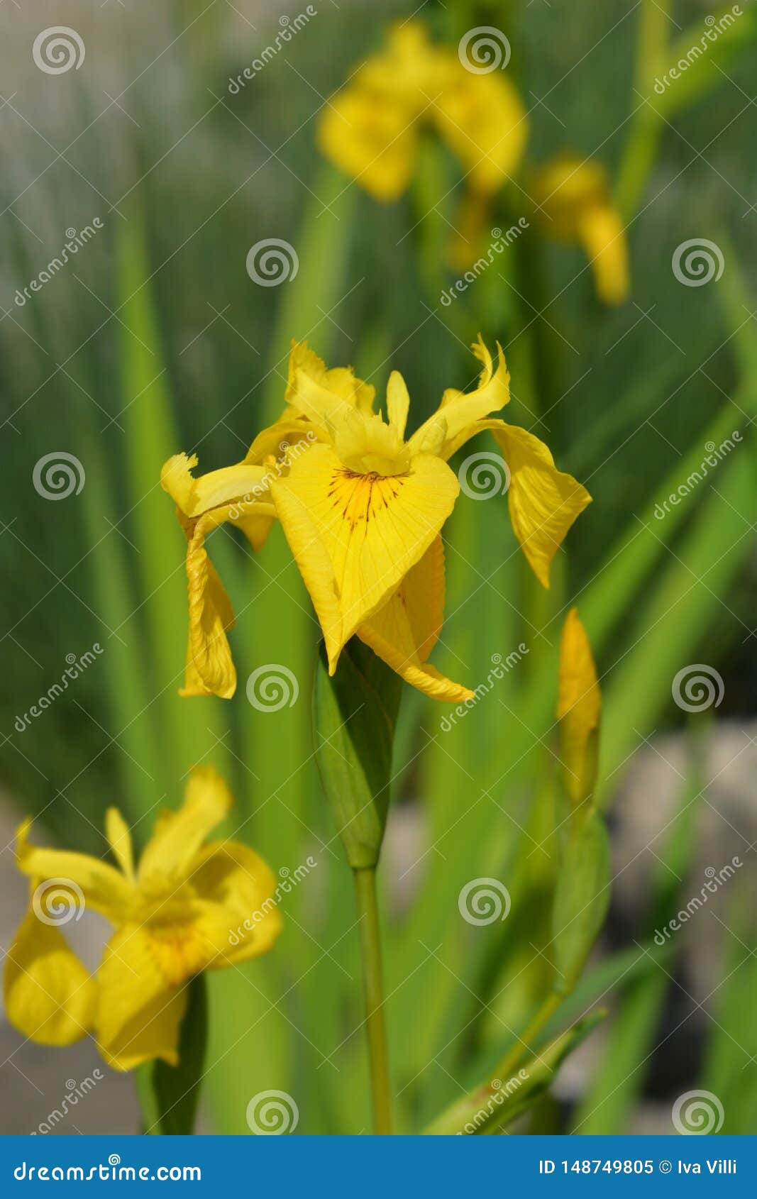 Yellow iris stock image. Image of outdoors, flower, leaf 148749805