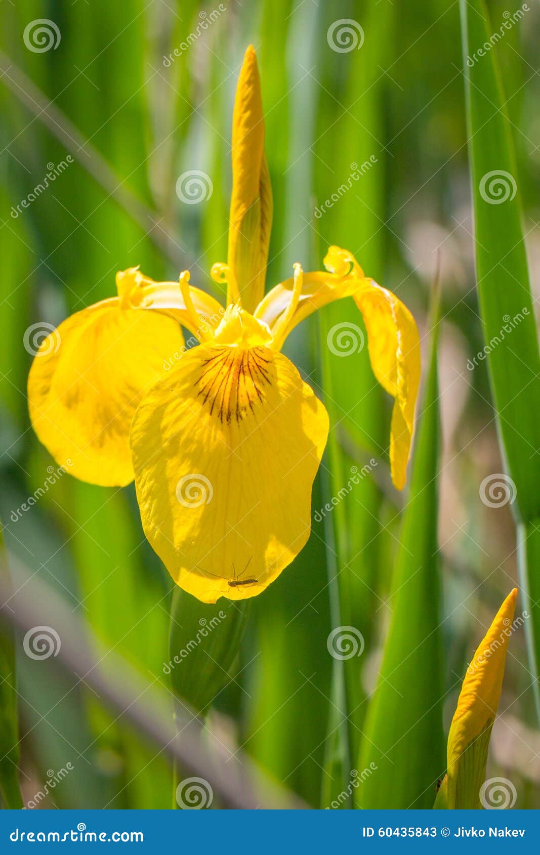 Yellow Iris stock image. Image of greece, iris, iridaceae 60435843