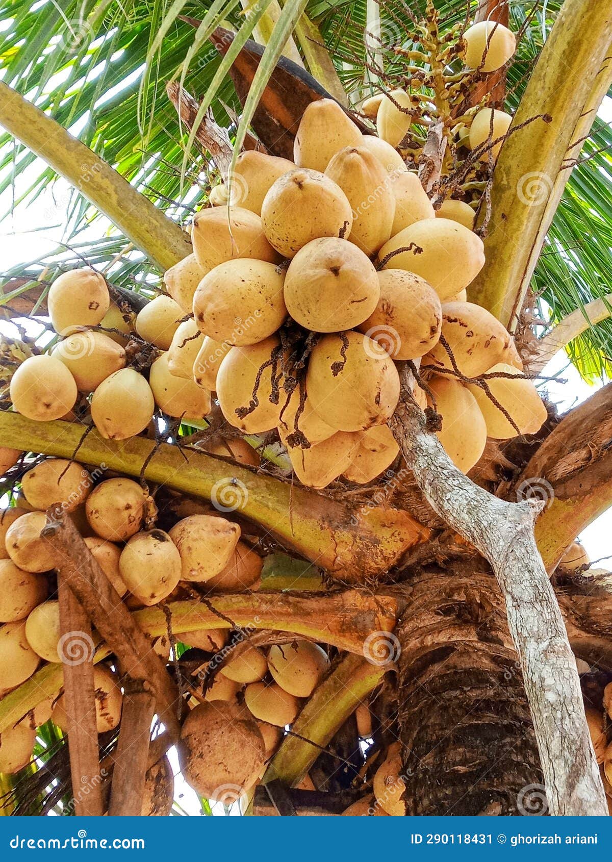 Yellow Ivory Coconut Fruit with Coconut Leaves and Towering Coconut