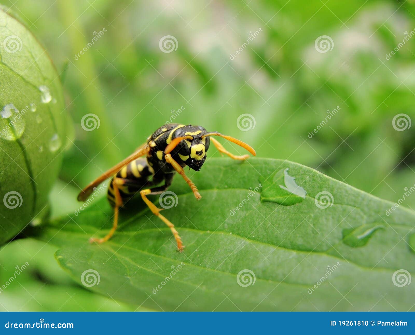 Yellow Jacket Wasp Stock Photo by ©ezumeimages 121674858