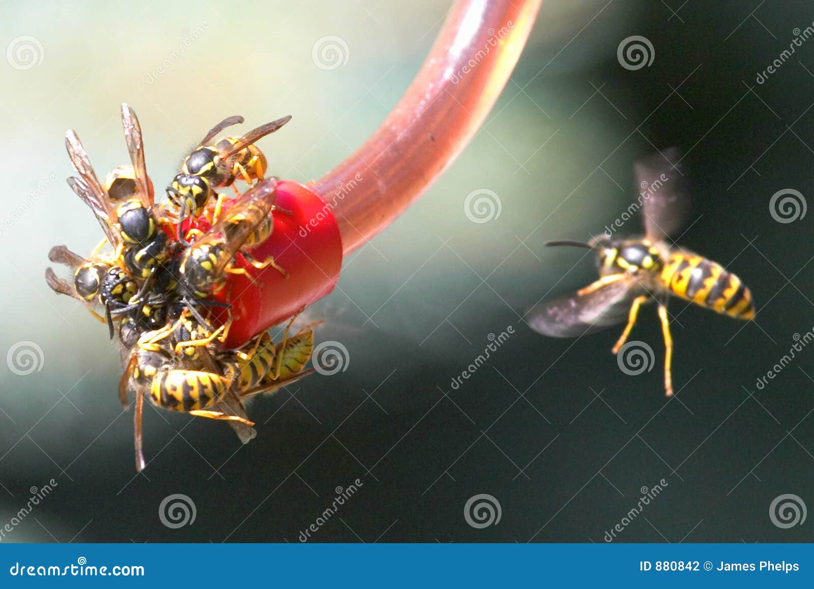 Yellow Jacket Bees stock photo. Image of bird, feeder, yellow 880842