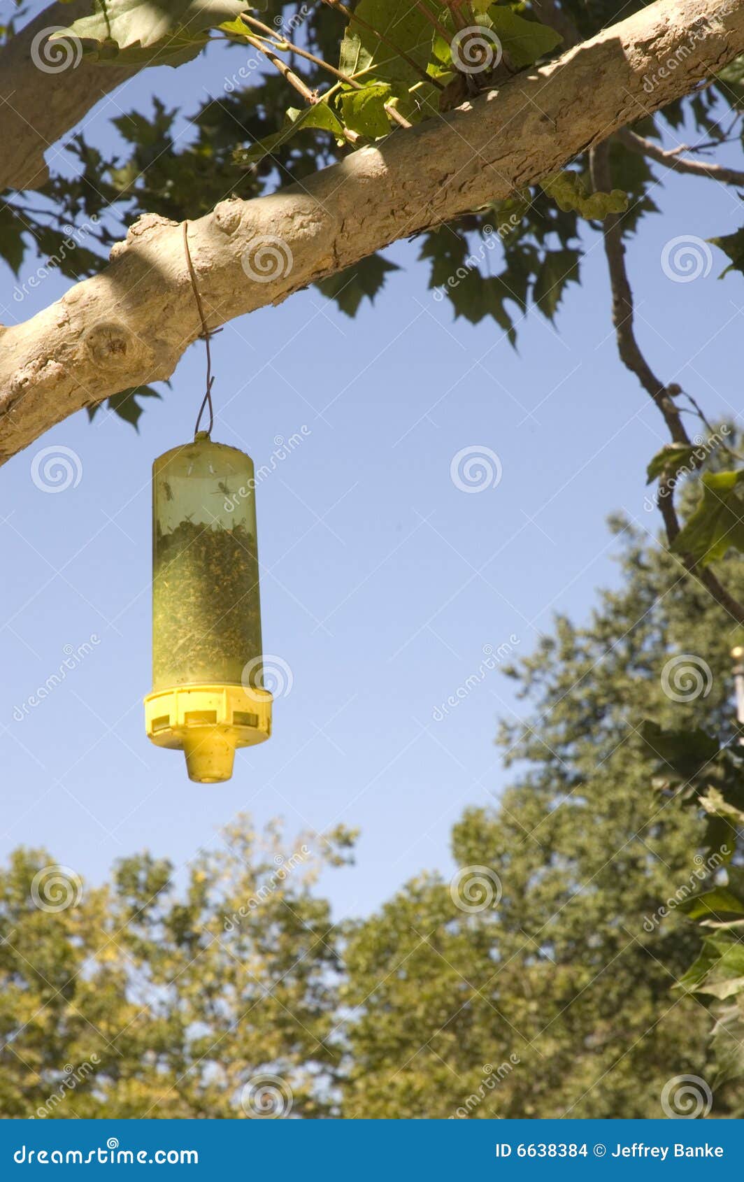 Yellow jacket catcher stock photo. Image of catcher, wasps 6638384